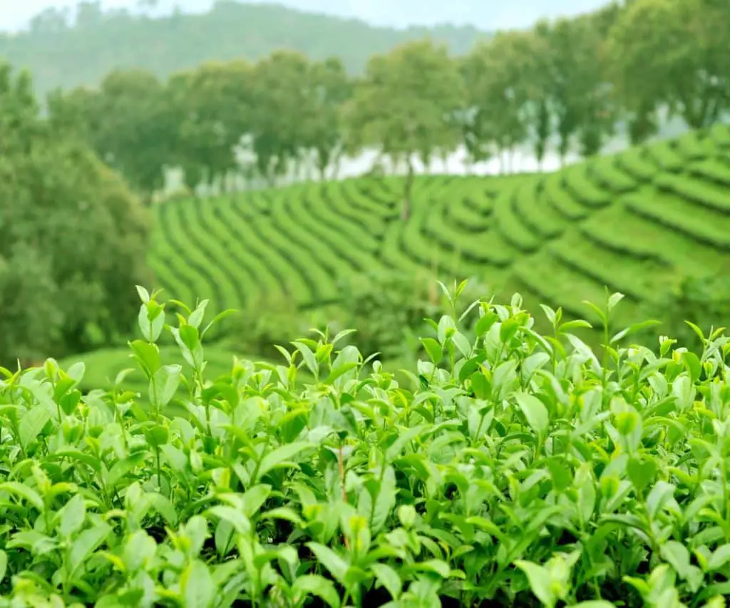 Extrait de feuilles de thé vert