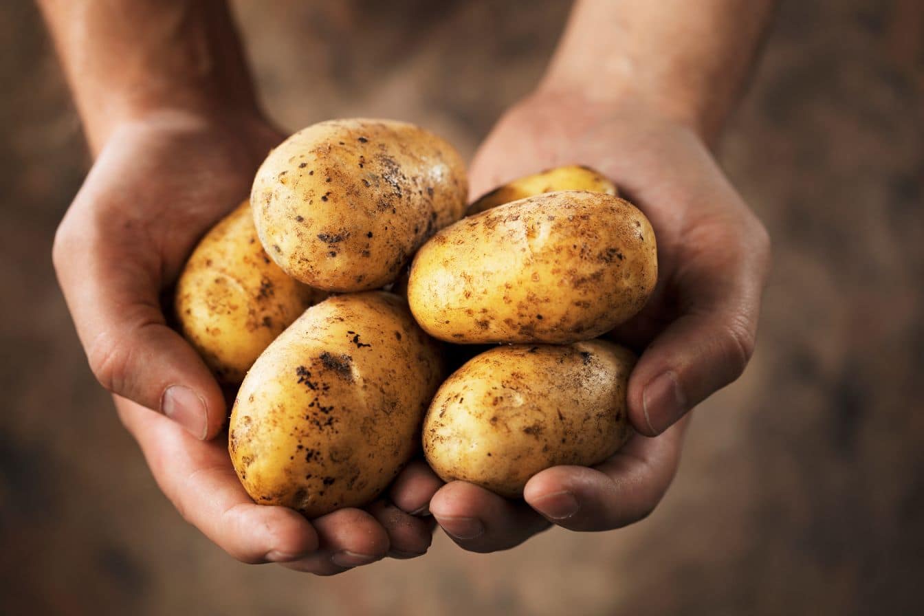 Pommes de terre: font-elles vraiment grossir?